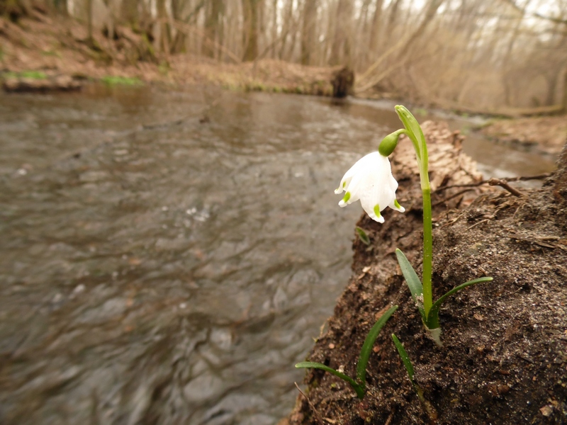 Le campan...elle di Primavera .